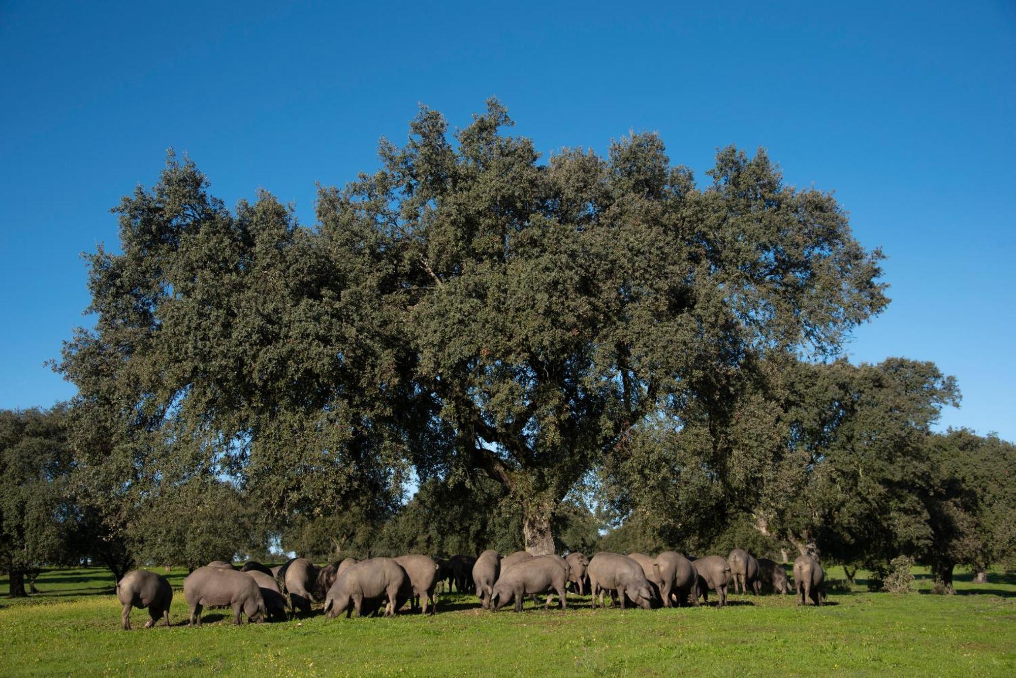 Casa Rural Dehesa De Solana Herrera de Alcántara Esterno foto