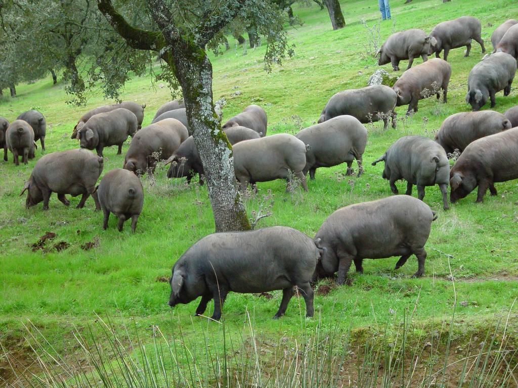 Casa Rural Dehesa De Solana Herrera de Alcántara Esterno foto